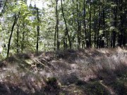 P (1075718206)