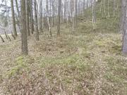 II (1075725829)
